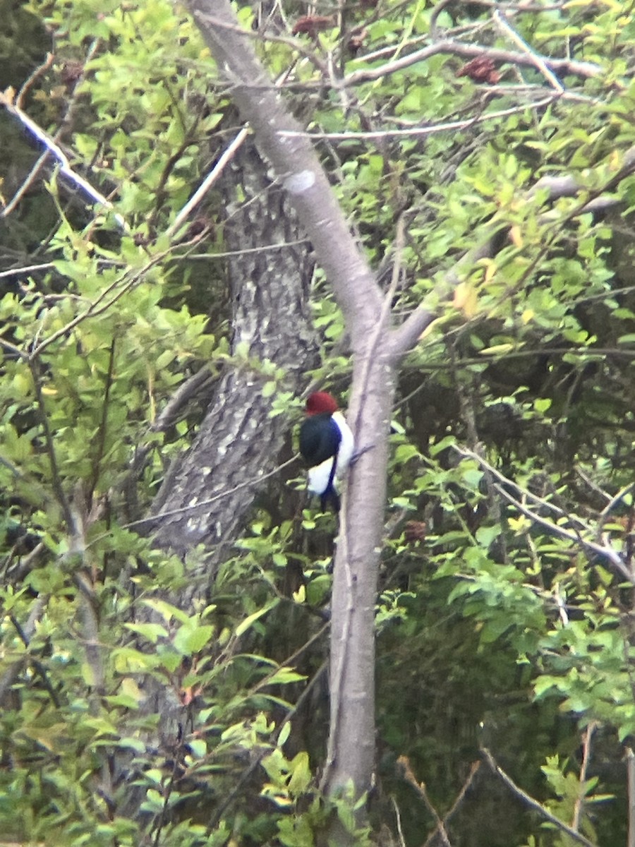 Red-headed Woodpecker - ML618375063