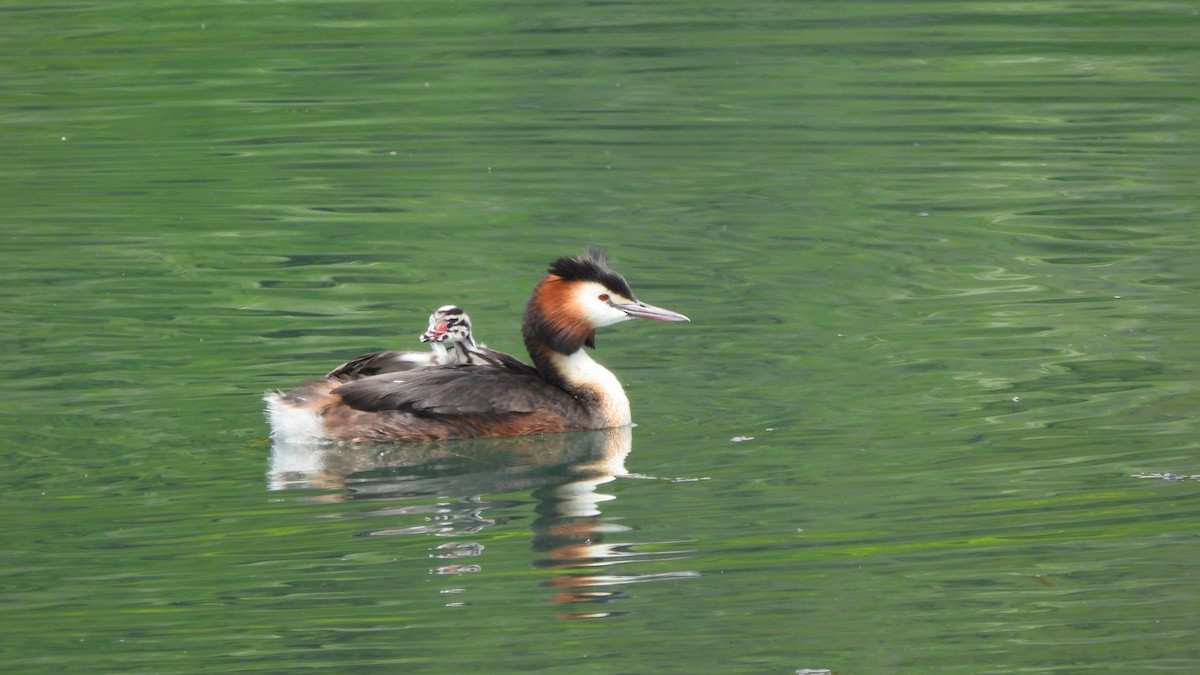 Great Crested Grebe - ML618375065