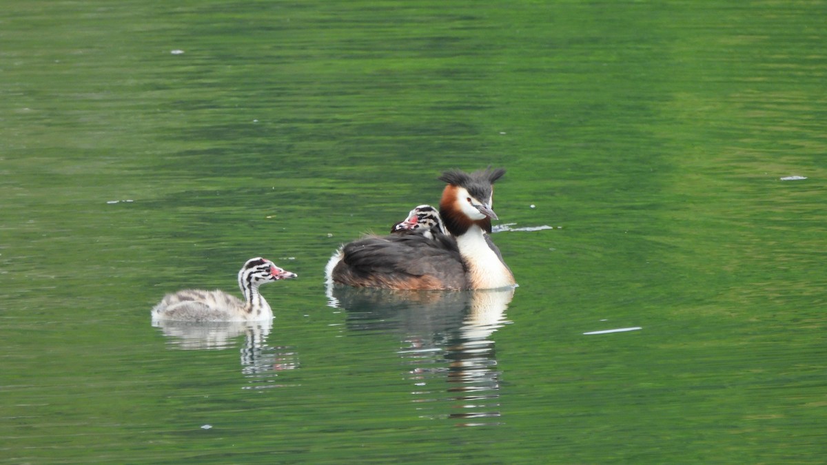 Great Crested Grebe - ML618375067