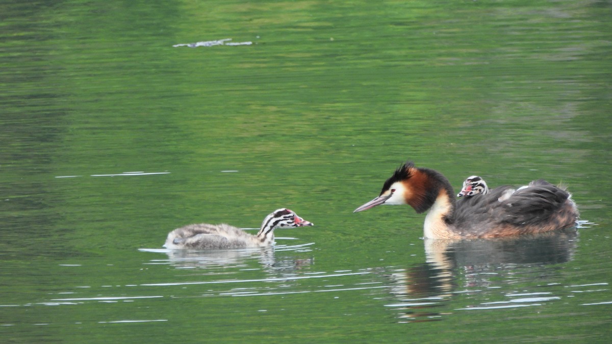 Great Crested Grebe - ML618375068
