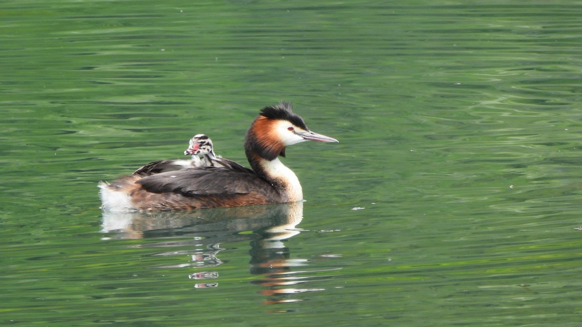 Great Crested Grebe - ML618375069