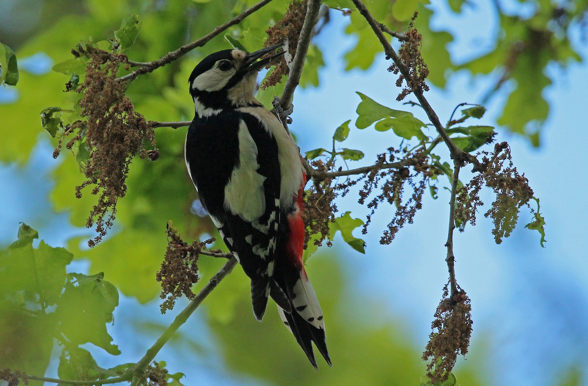 Great Spotted Woodpecker - ML618375082