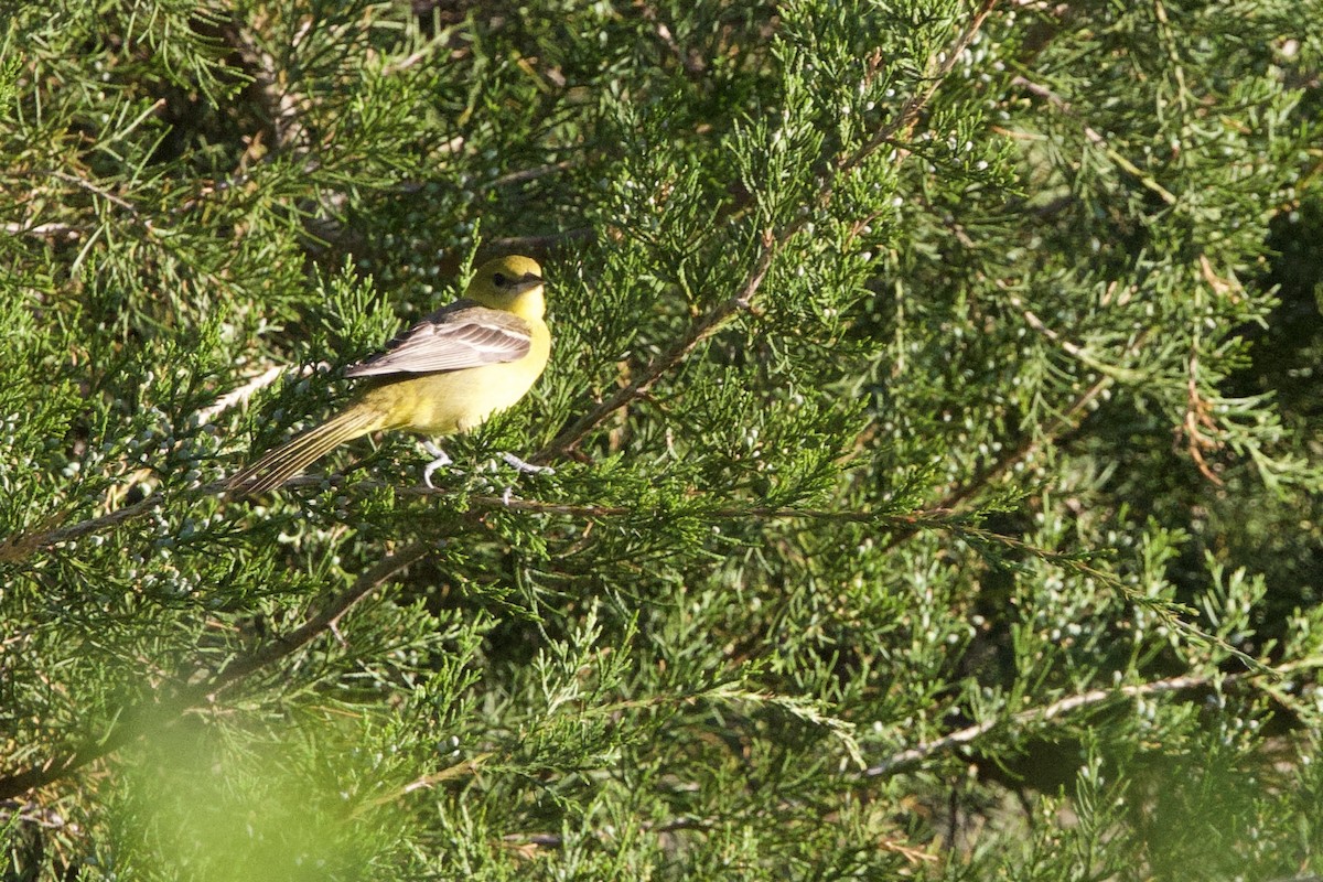 Orchard Oriole - ML618375087