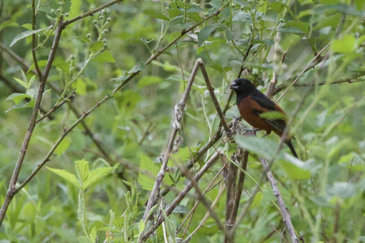 Orchard Oriole - ML618375088