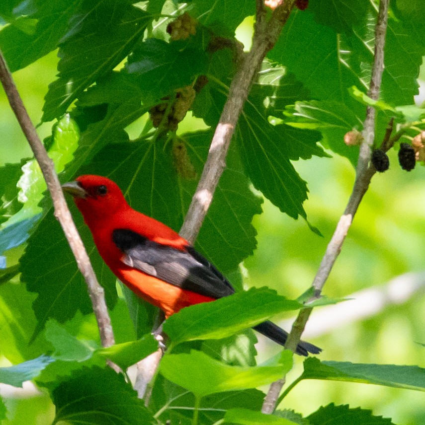 Scarlet Tanager - ML618375094