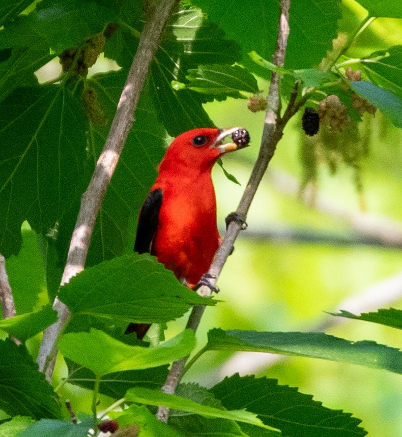 Scarlet Tanager - ML618375095