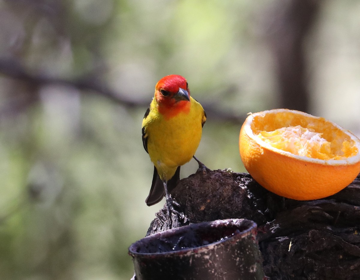 Western Tanager - ML618375099