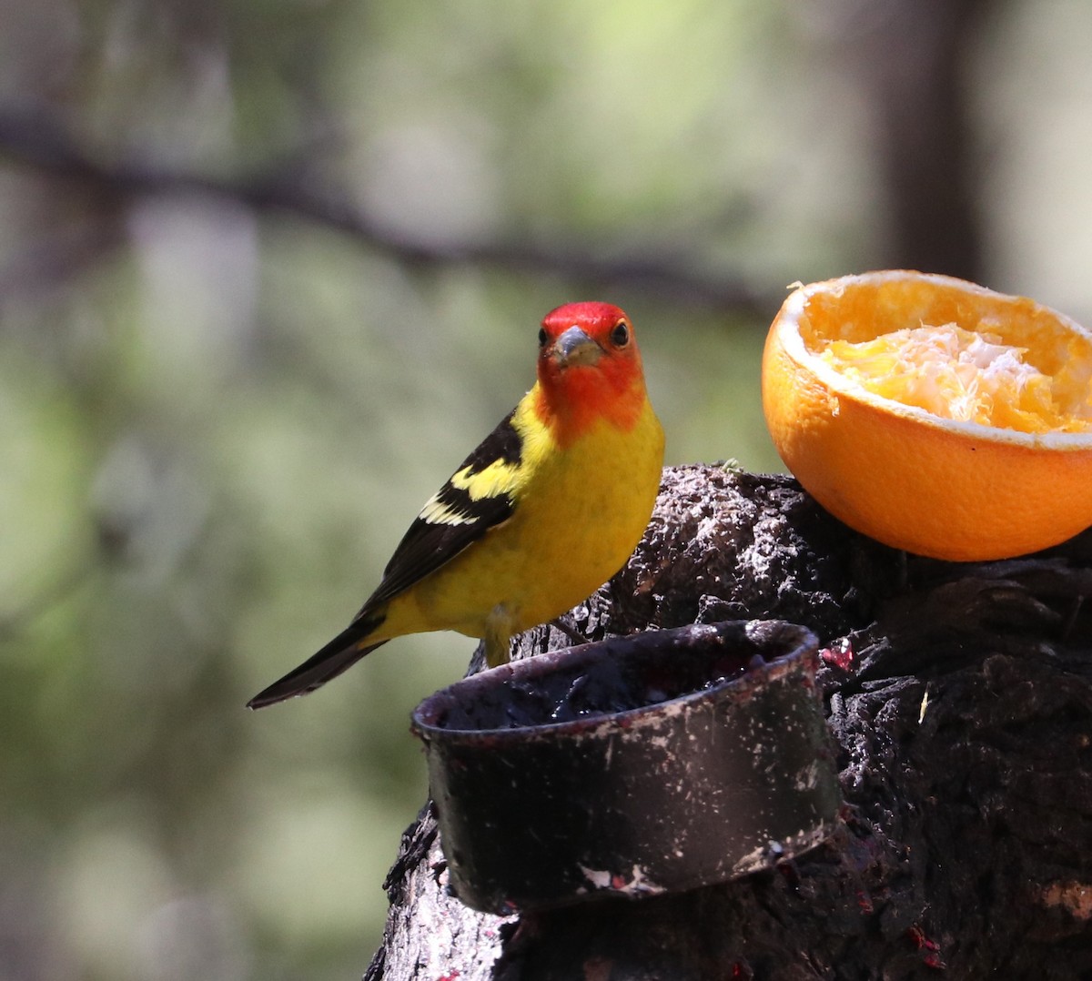 Western Tanager - ML618375100