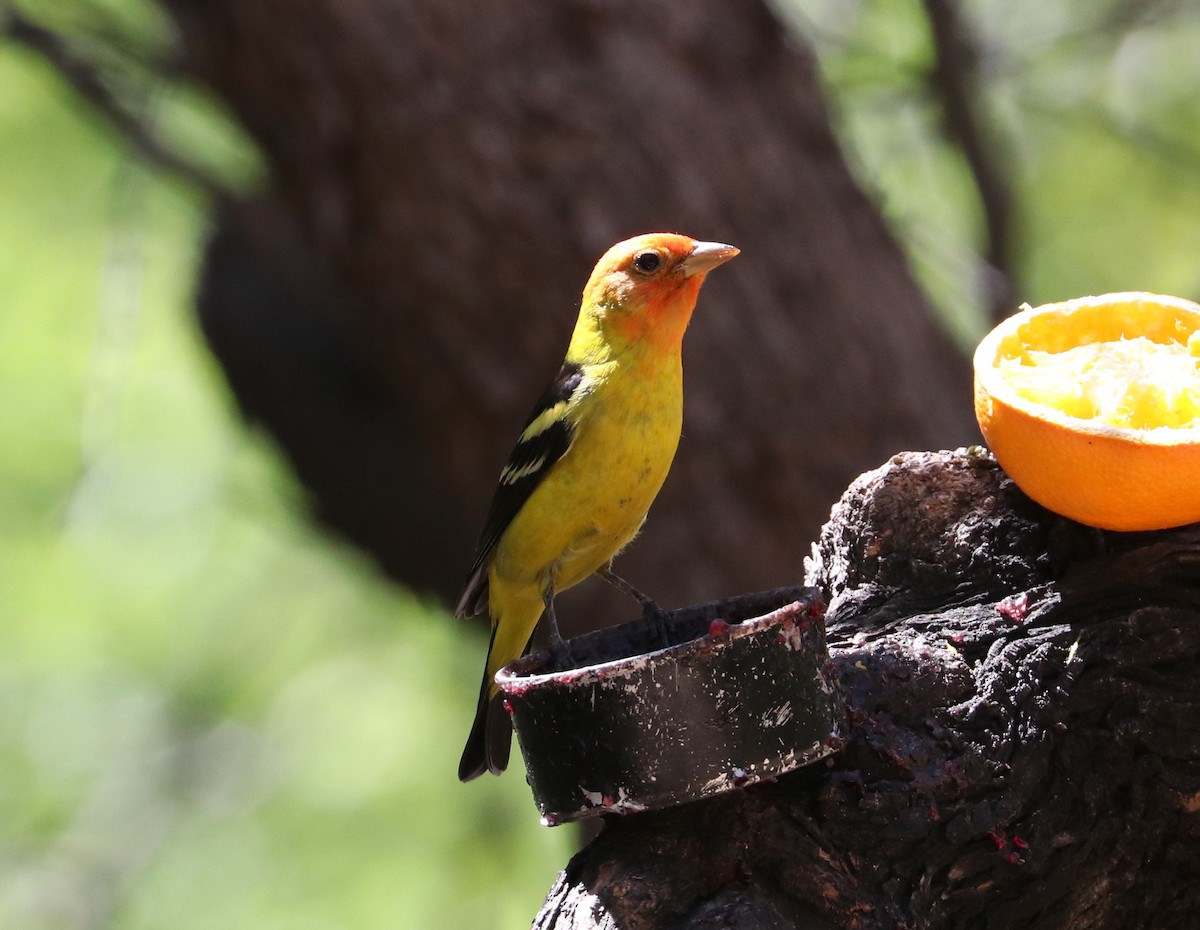Western Tanager - ML618375101
