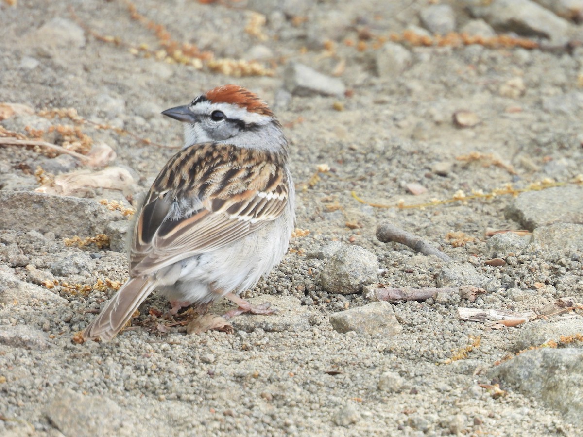 Chipping Sparrow - ML618375118