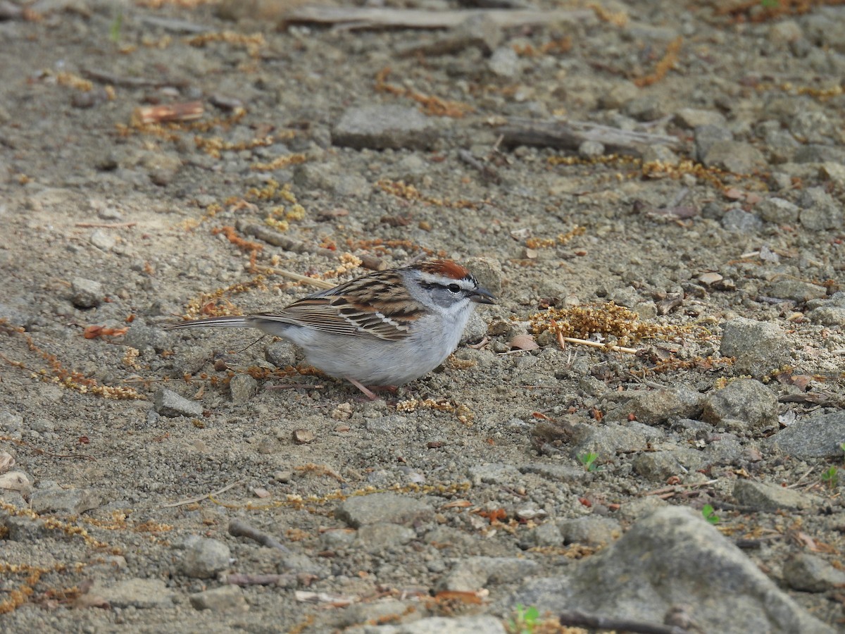 Chipping Sparrow - ML618375119