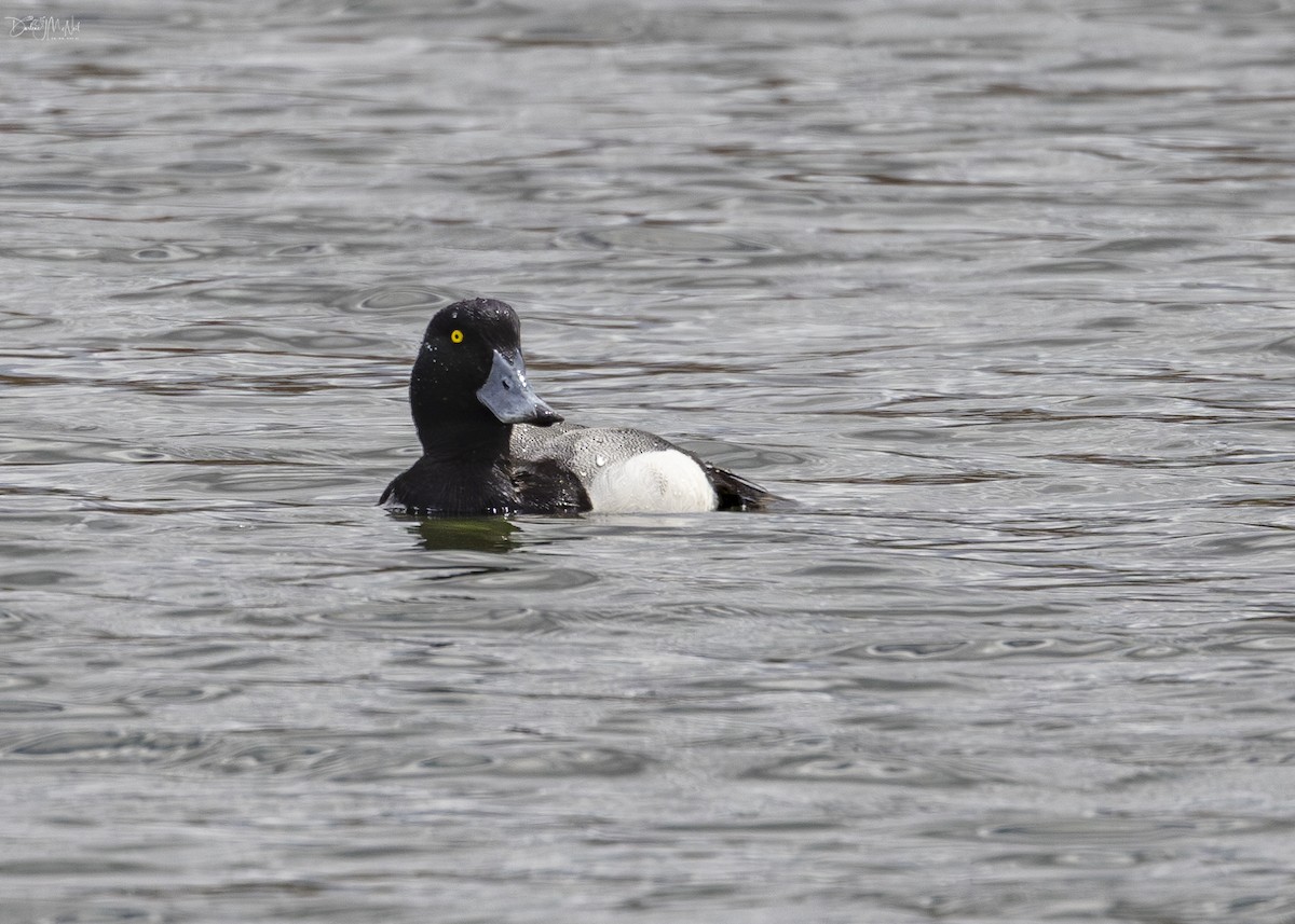 Greater Scaup - ML618375142