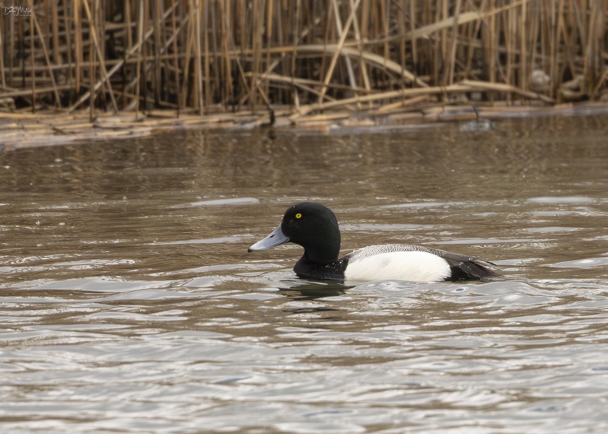 Greater Scaup - ML618375143