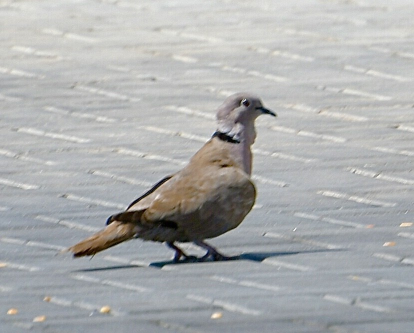 Eurasian Collared-Dove - Ron Sassen