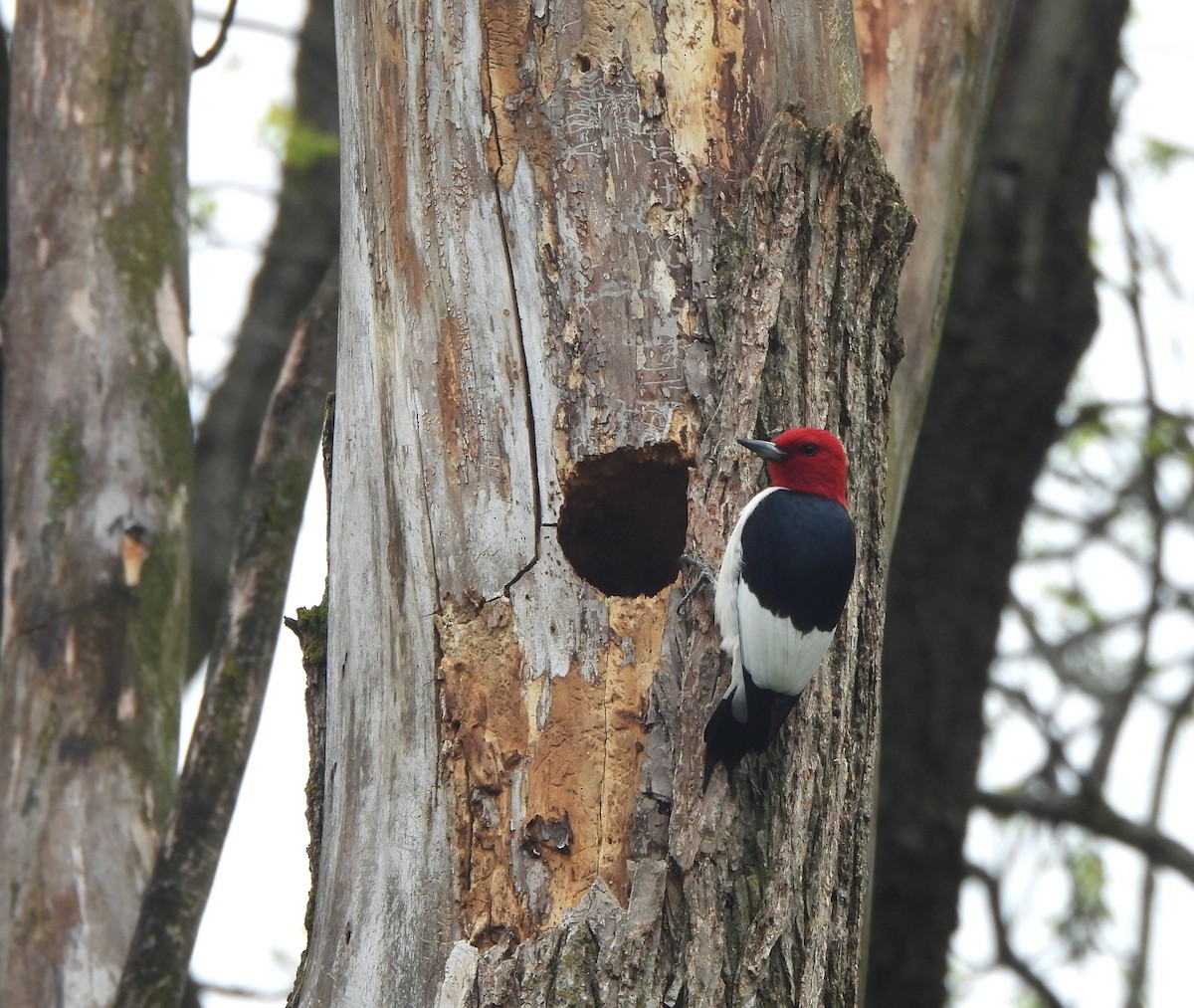 Red-headed Woodpecker - ML618375164