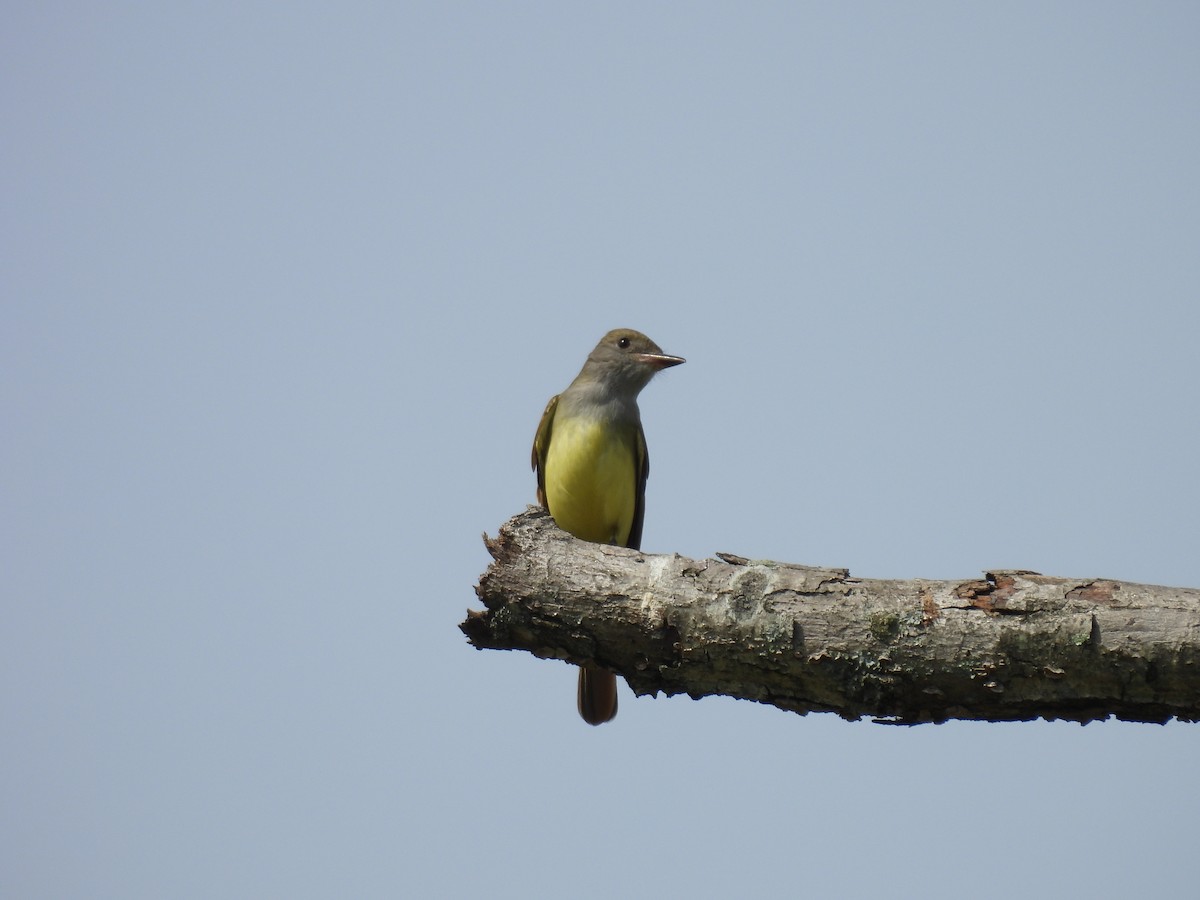 Great Crested Flycatcher - ML618375174