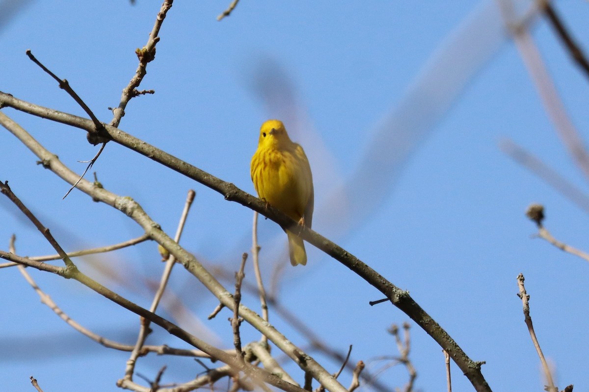 Yellow Warbler - ML618375181