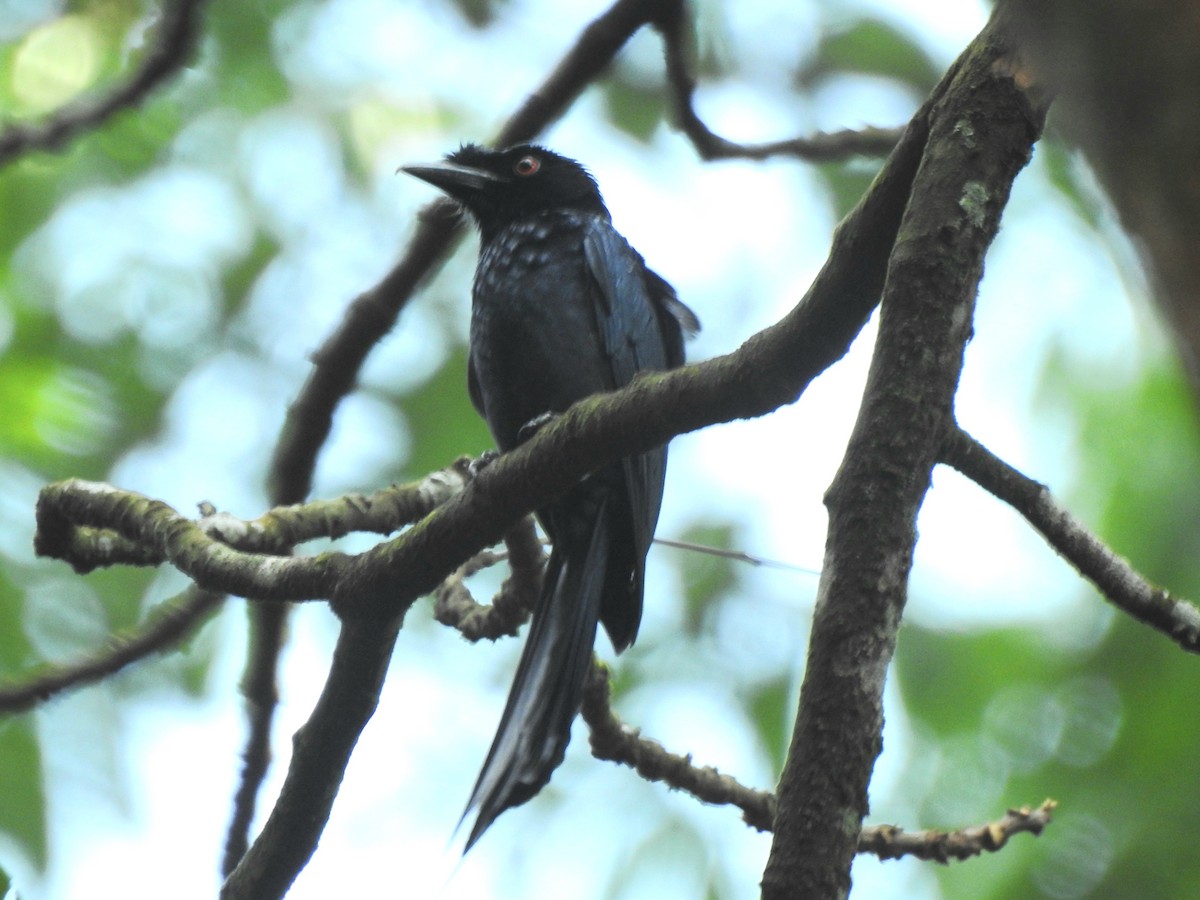 Greater Racket-tailed Drongo - ML618375184
