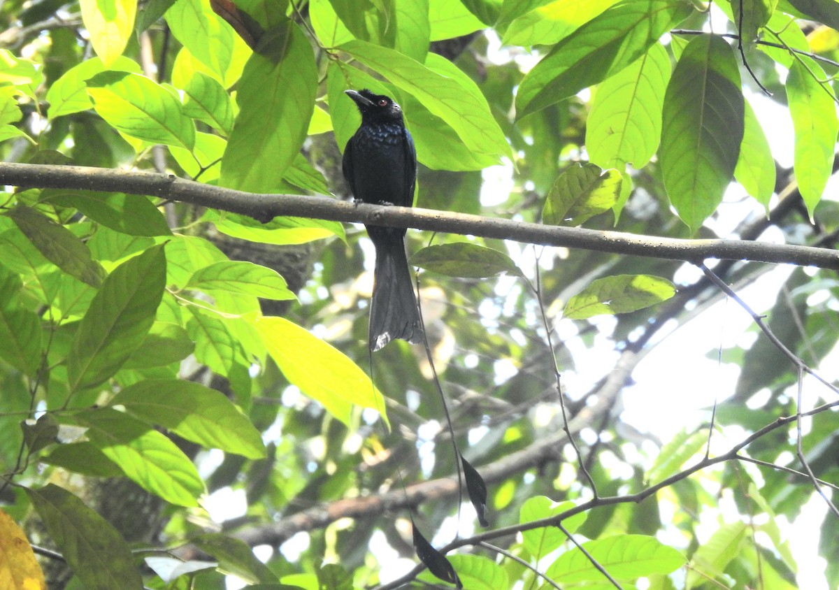 Greater Racket-tailed Drongo - ML618375185