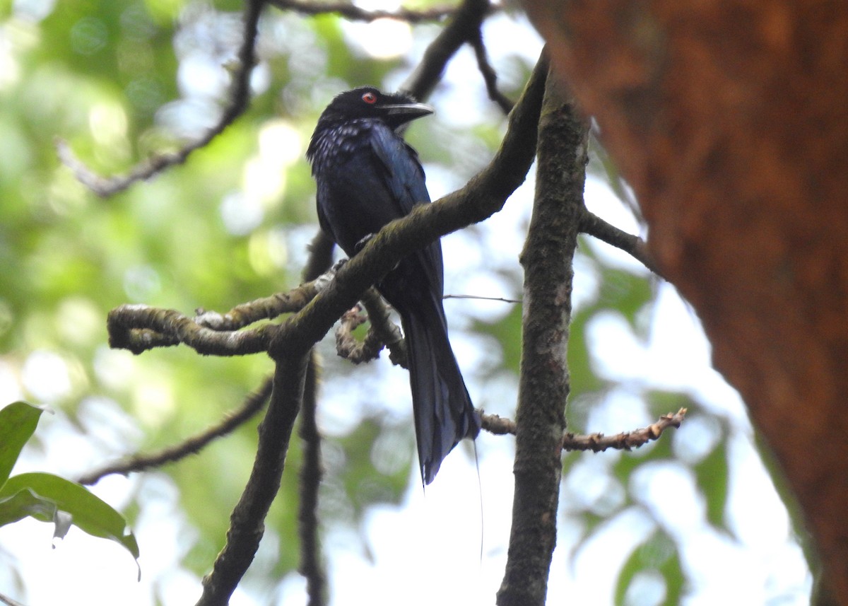 Greater Racket-tailed Drongo - ML618375186