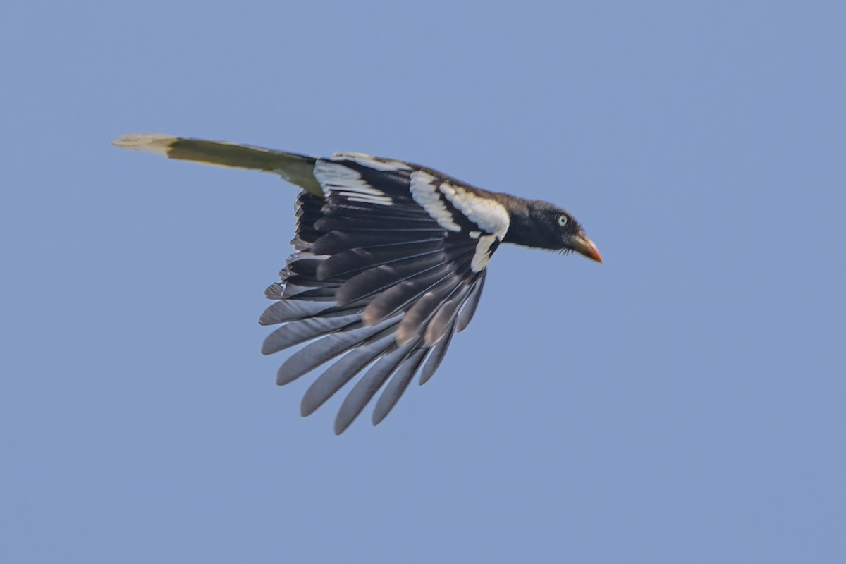White-winged Magpie - ML618375238
