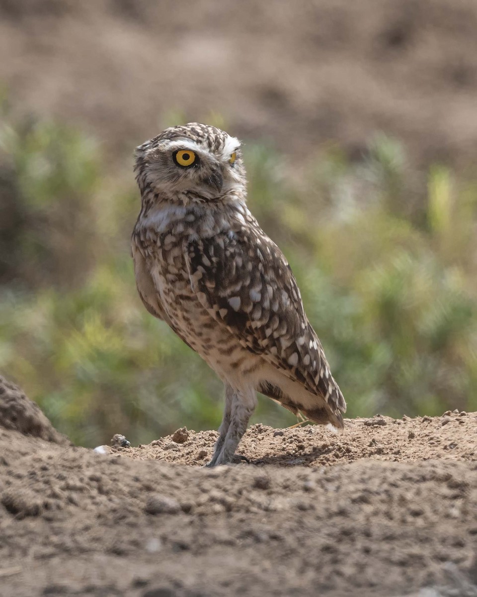 Burrowing Owl - VERONICA ARAYA GARCIA