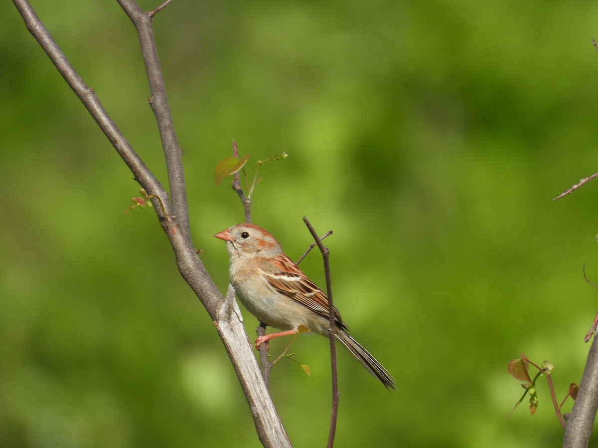 Field Sparrow - ML618375248