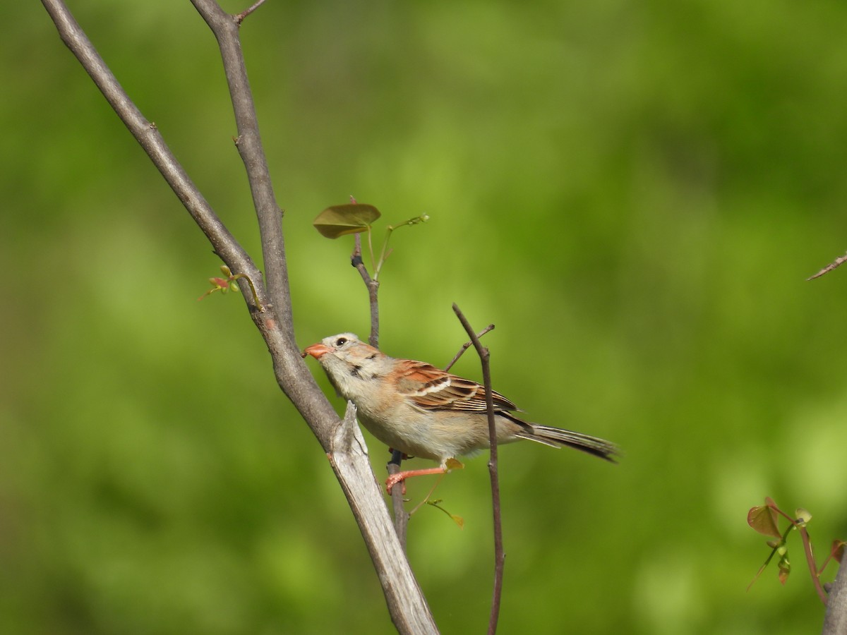 Field Sparrow - Cynthia Nickerson