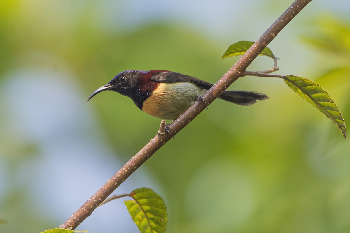 Black-throated Sunbird - ML618375271
