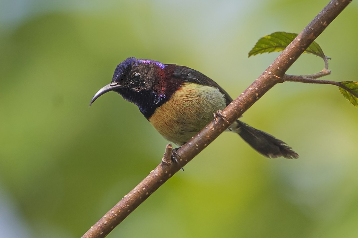 Black-throated Sunbird - ML618375272