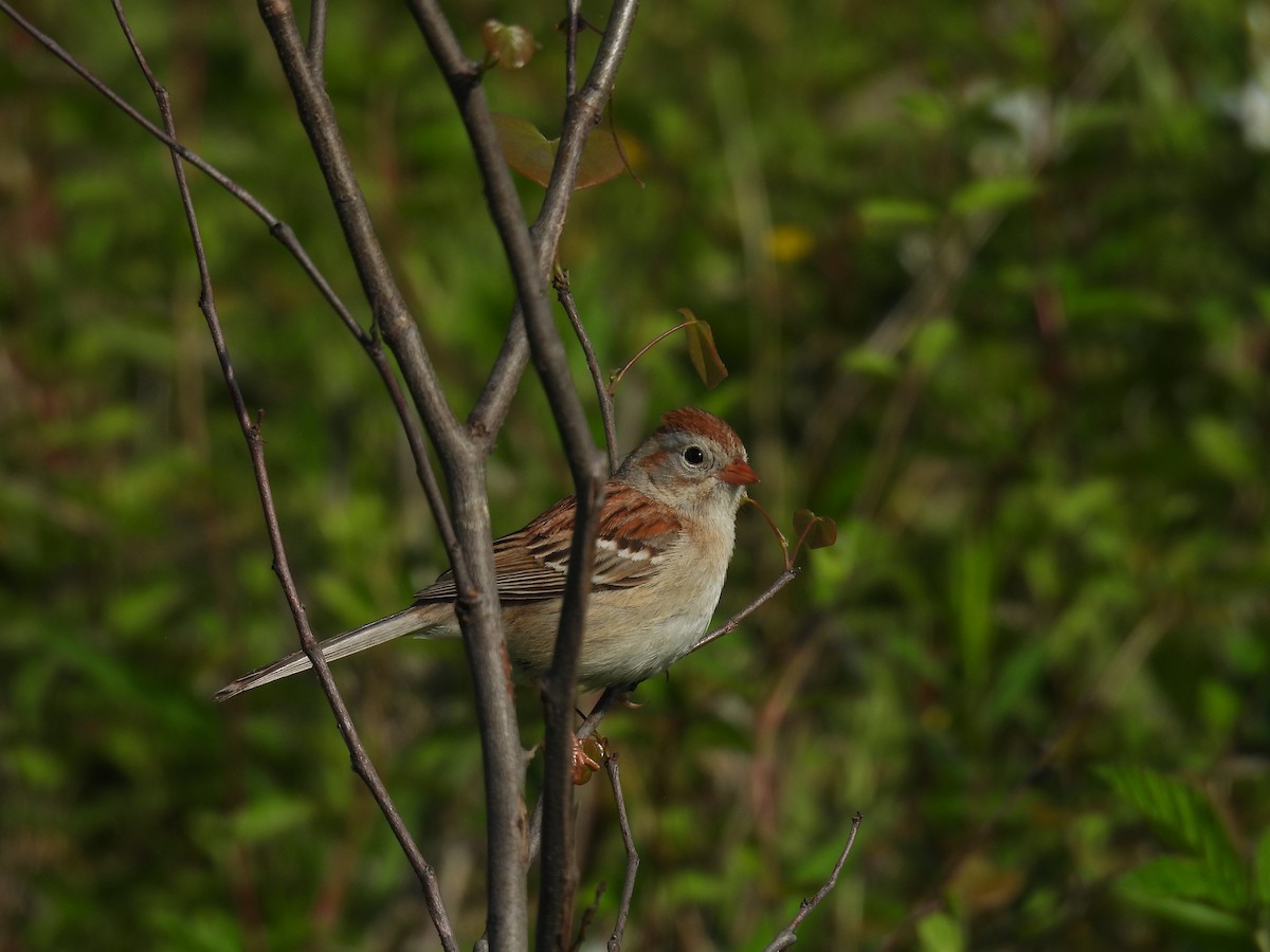 Field Sparrow - ML618375277