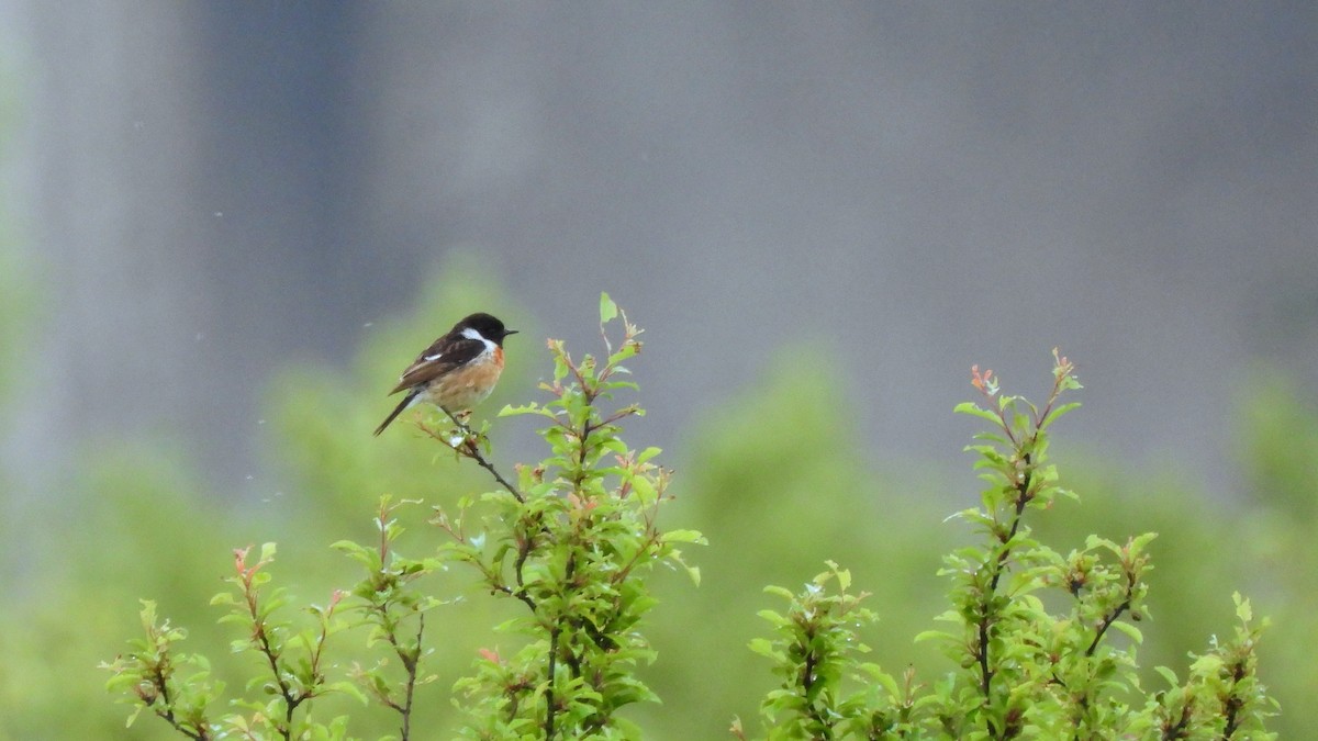 European Stonechat - Andy  Woodward