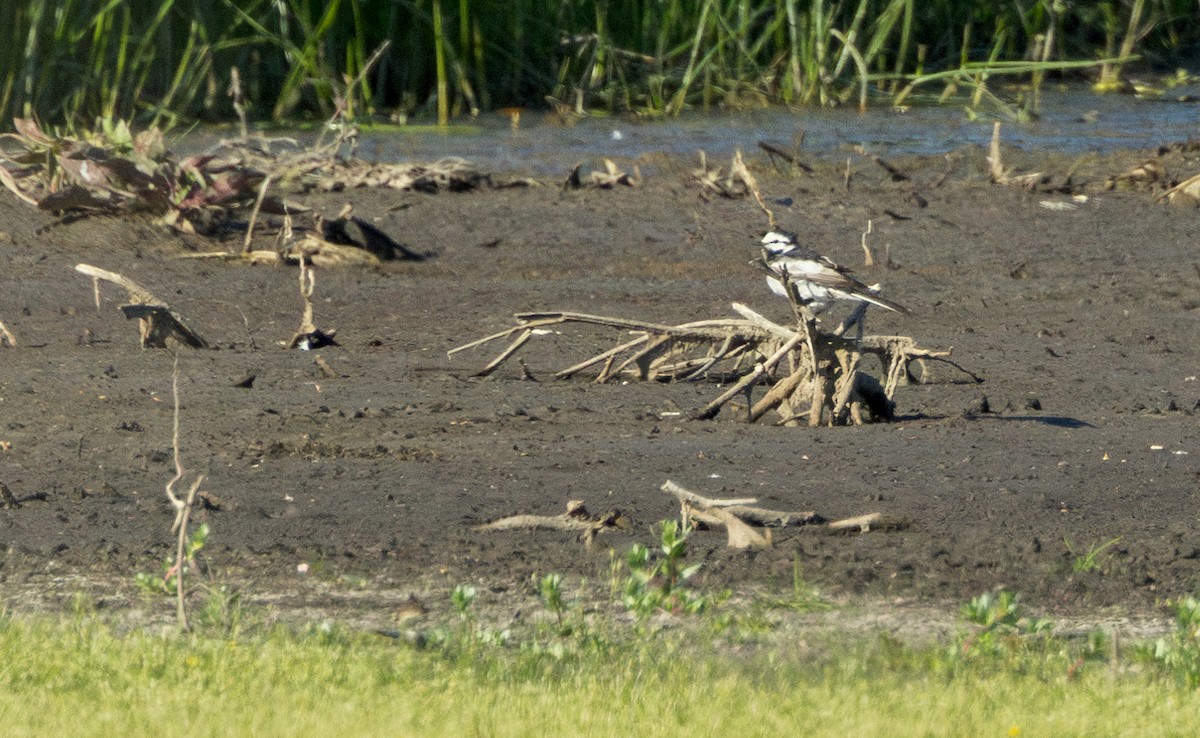 White Wagtail (Black-backed) - ML618375467