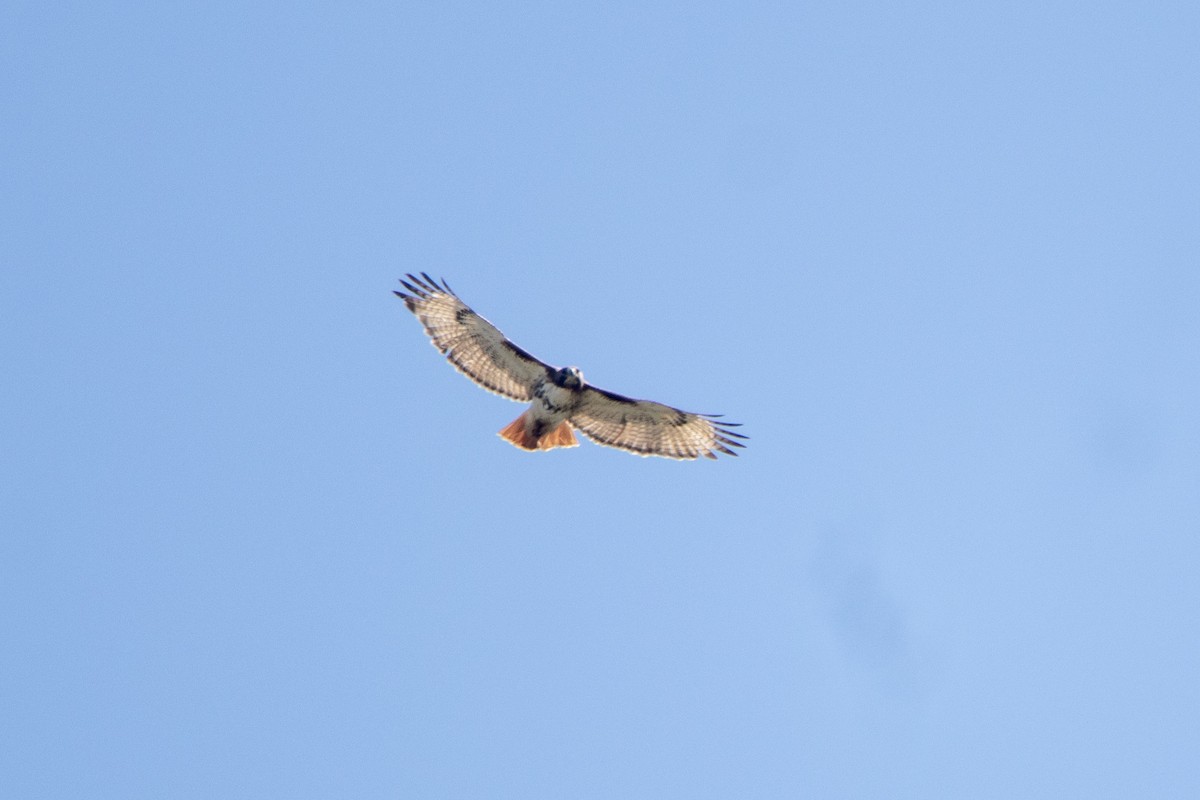 Red-tailed Hawk - ML618375469