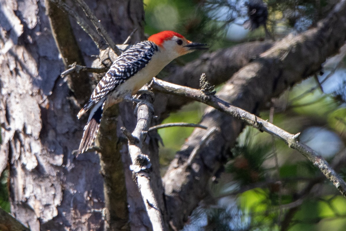 Red-bellied Woodpecker - ML618375477