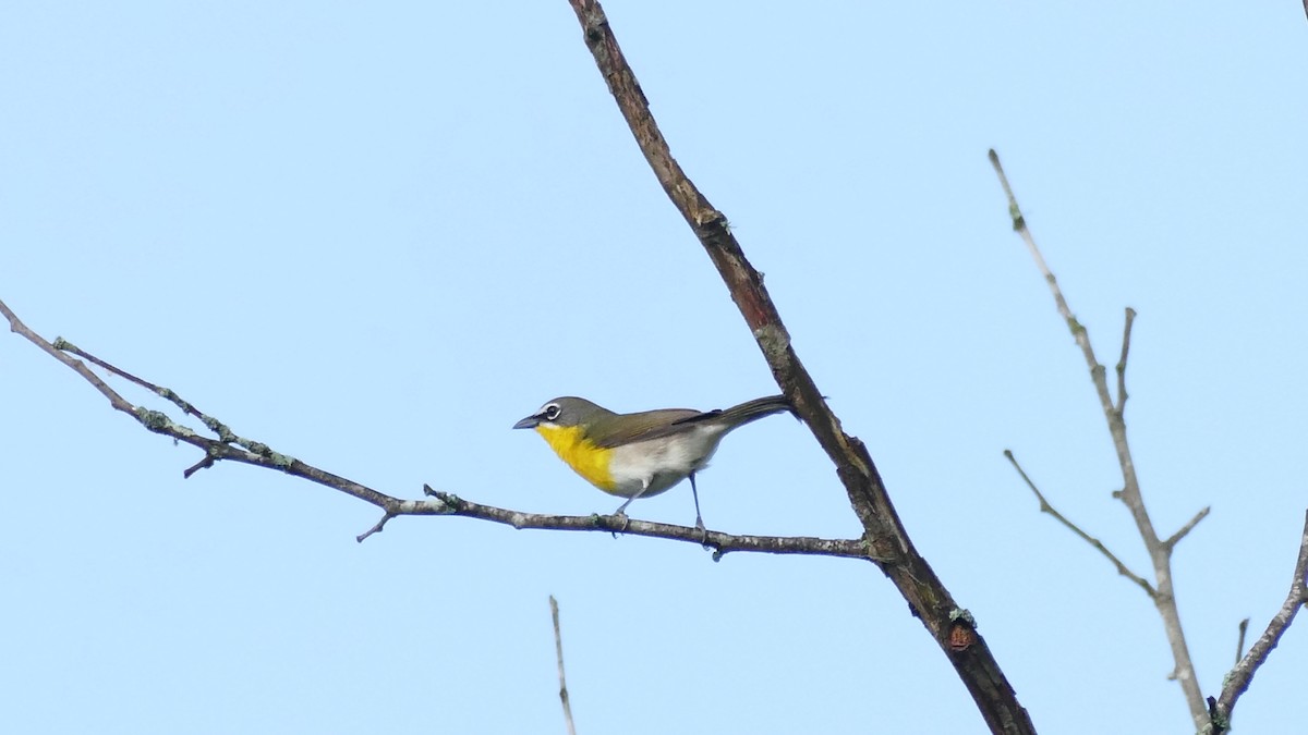 Yellow-breasted Chat - ML618375478