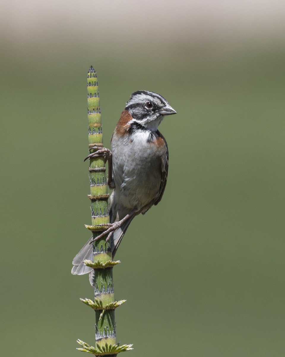 Rufous-collared Sparrow - ML618375486