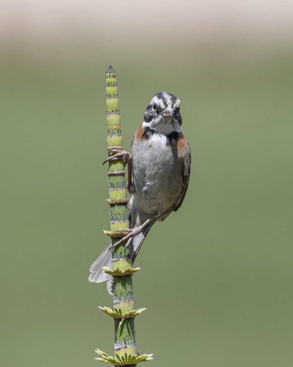 Rufous-collared Sparrow - ML618375487