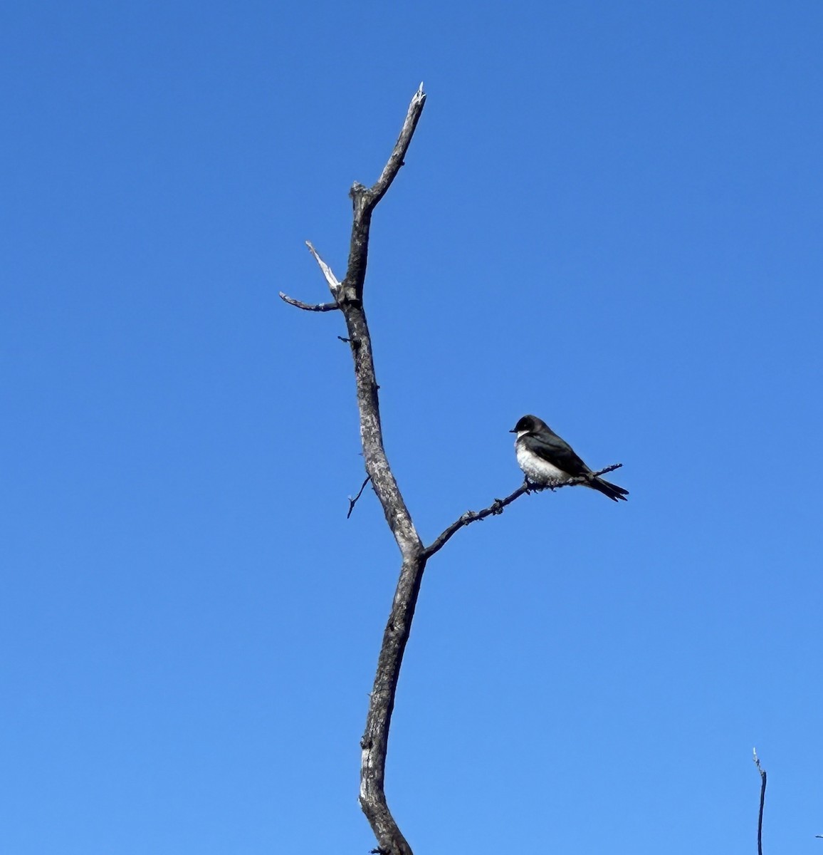 Tree Swallow - ML618375494
