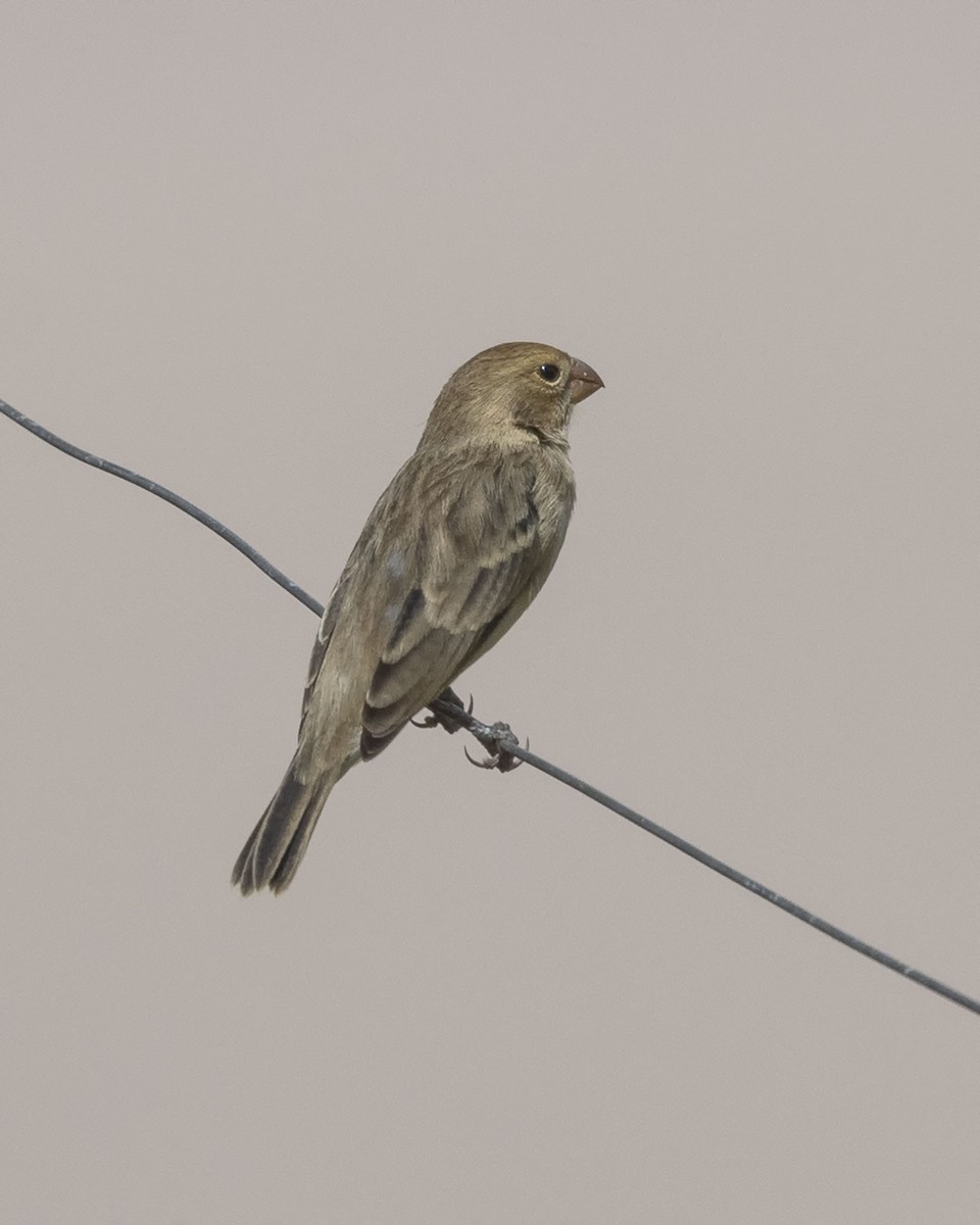 Chestnut-throated Seedeater - ML618375496