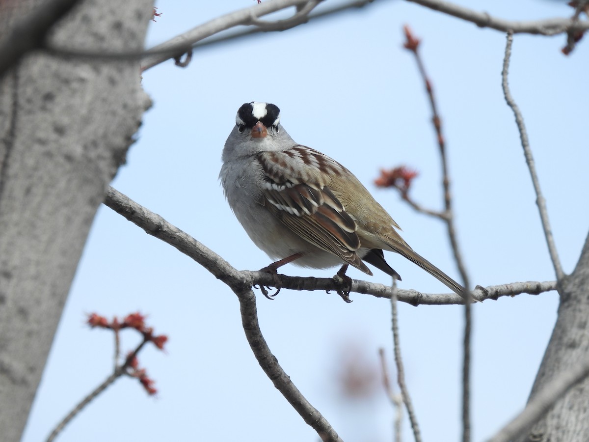 White-crowned Sparrow - ML618375528