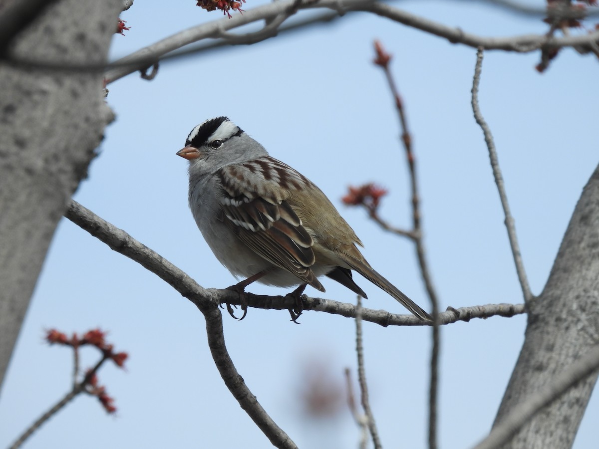 White-crowned Sparrow - ML618375529