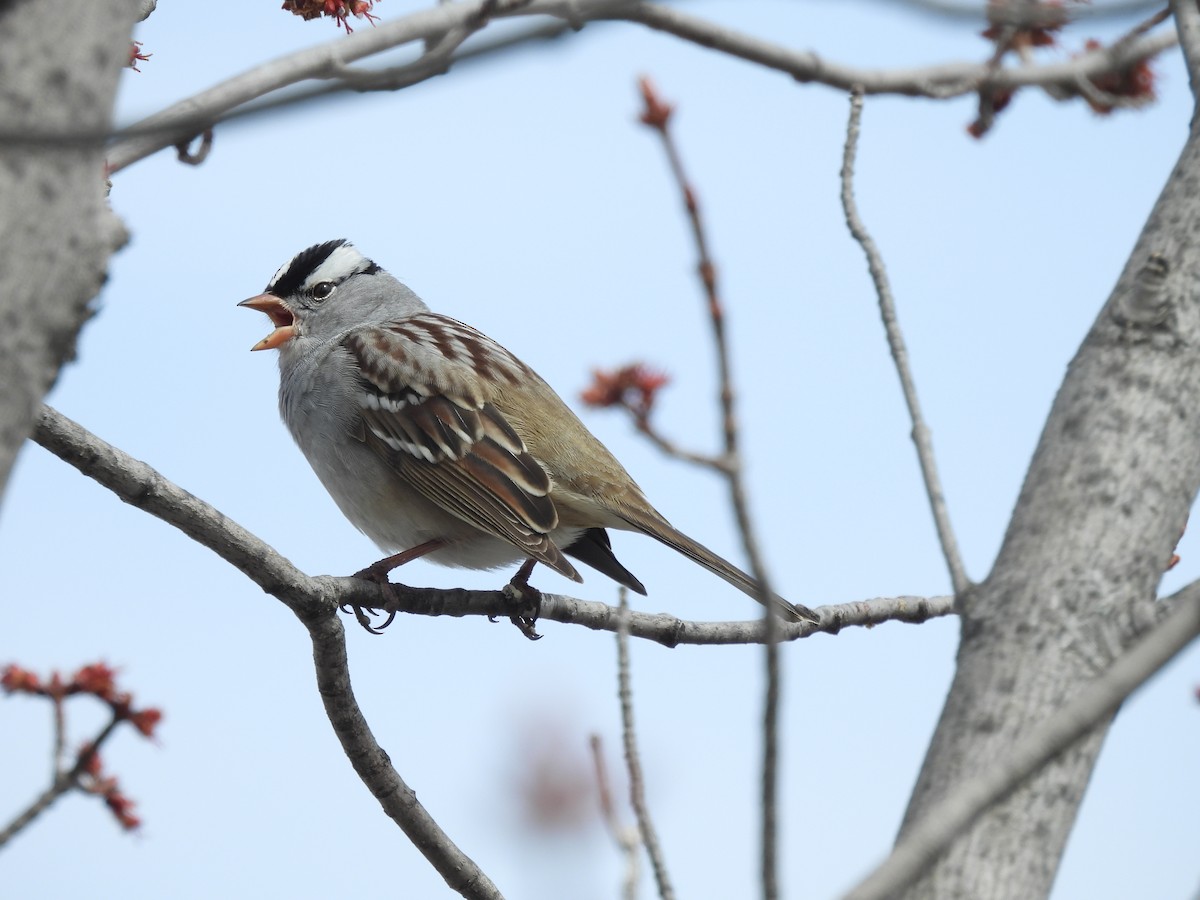 White-crowned Sparrow - ML618375530
