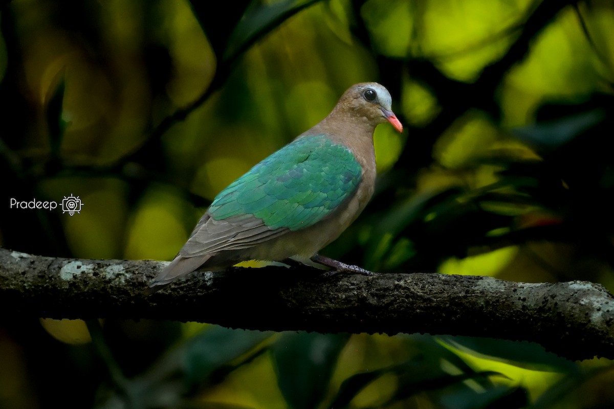 Asian Emerald Dove - ML618375548