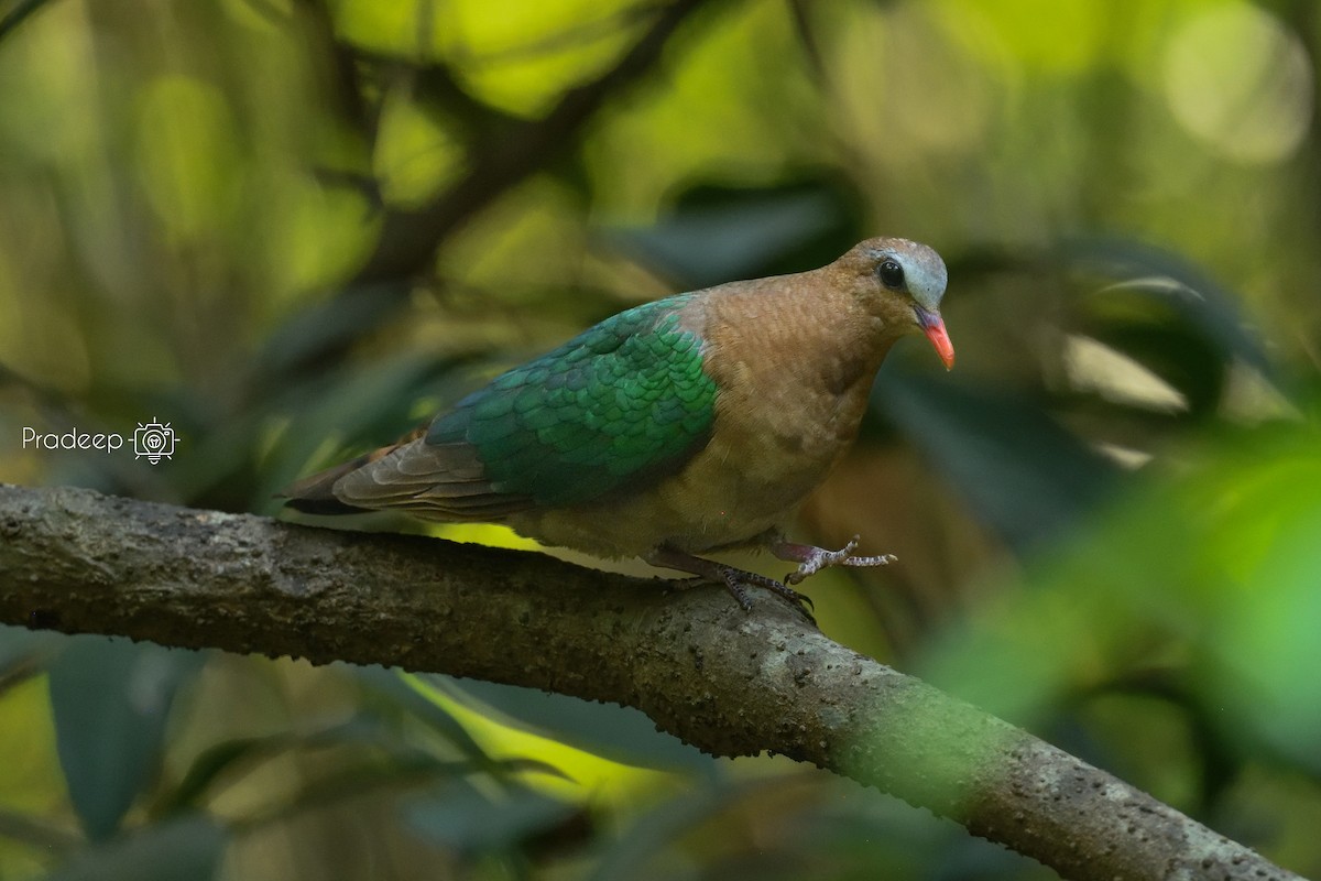 Asian Emerald Dove - Pradeep Choudhary