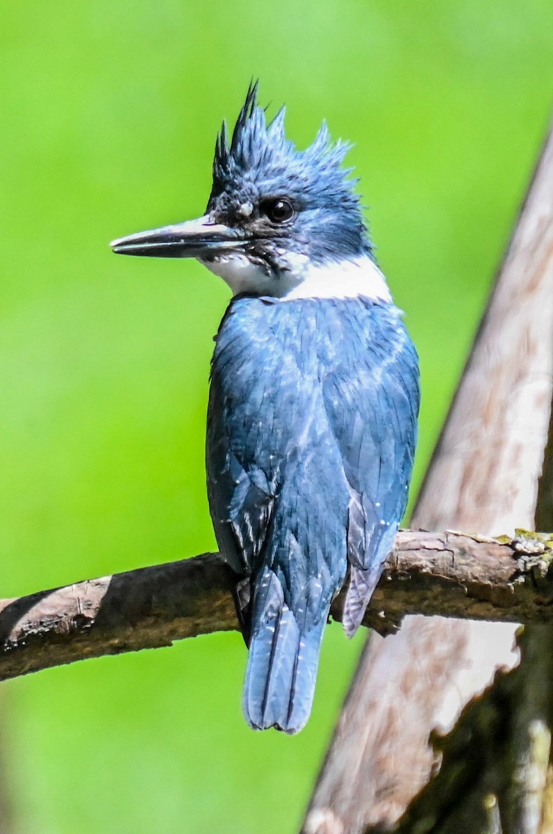 Belted Kingfisher - ML618375553