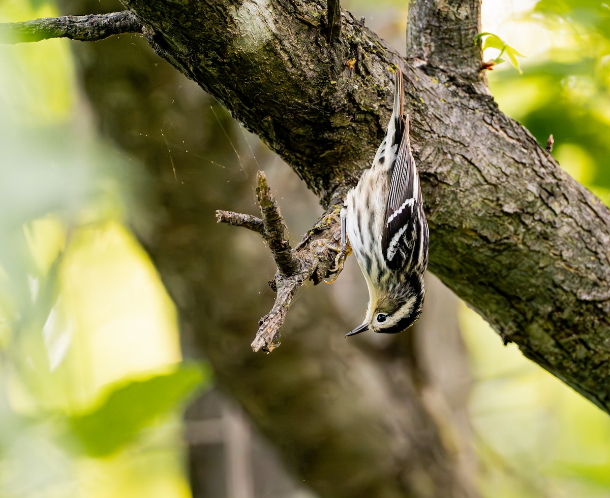Black-and-white Warbler - Lawrence Rhoads