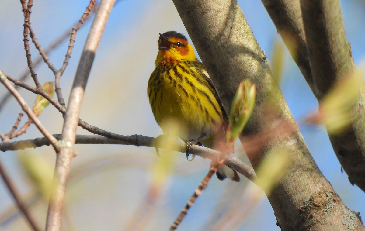 Cape May Warbler - ML618375584