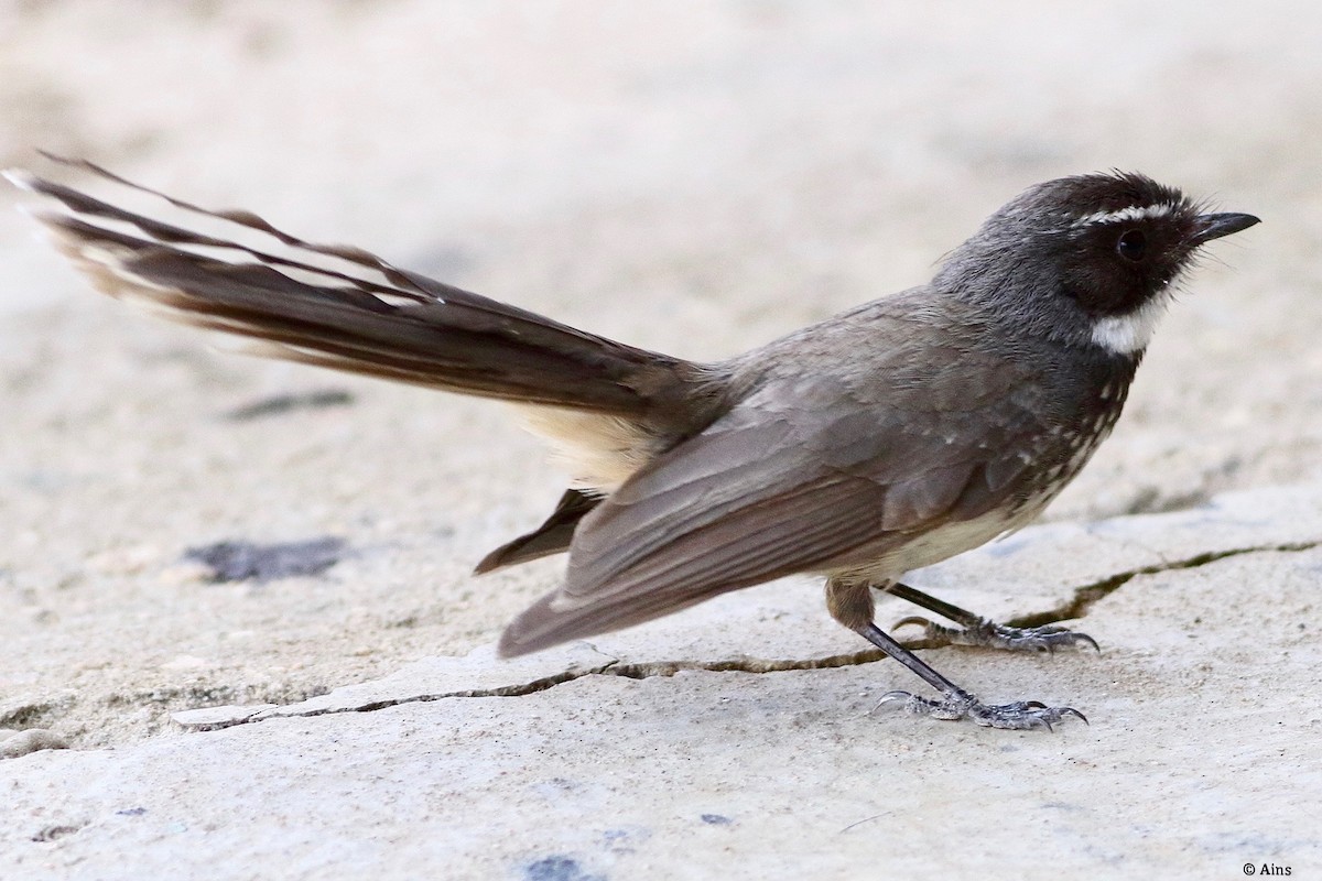 Spot-breasted Fantail - ML618375587