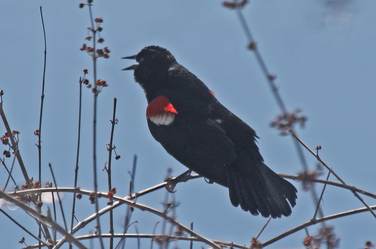 Red-winged Blackbird - Joan and/or George Sims
